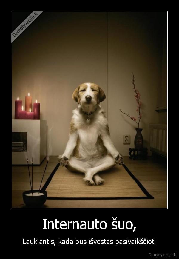 Internauto šuo,