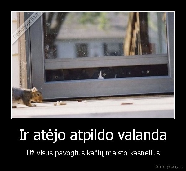 kate,vovere,langas,riesutai,kaciu, maistas,edalas,vagis,kerstas