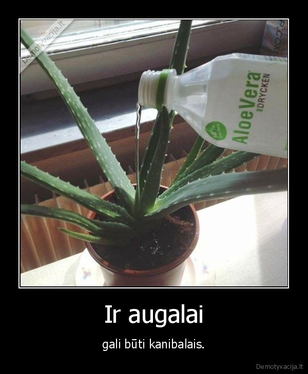 alijosius,gele,augalas,aloev, era,kanibalas