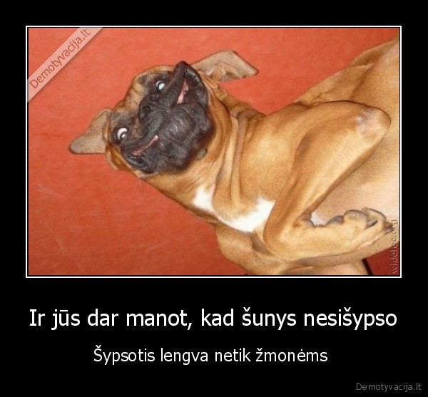 Ir jūs dar manot, kad šunys nesišypso