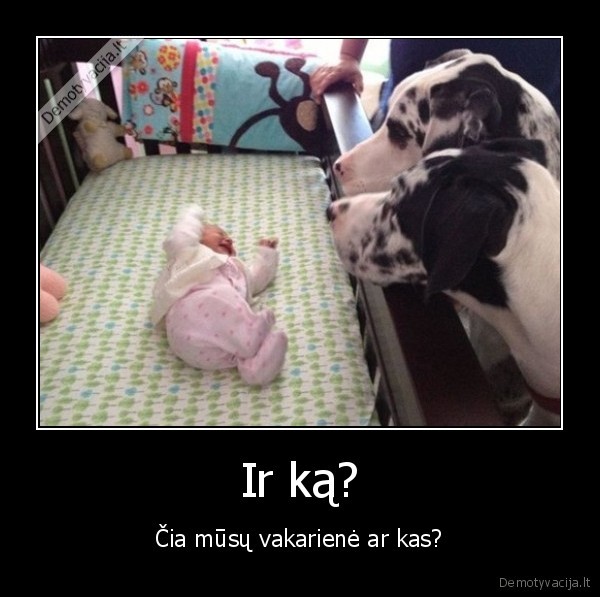 dalmantinai,kudikis,vakariene,maistas,sunys