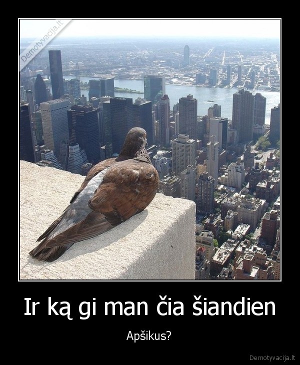 balandis,skraidanti, ziurke,miesto, panorama