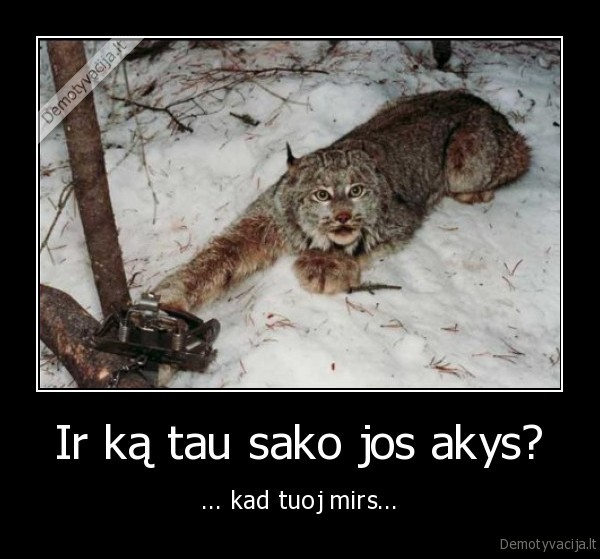 lusis, spastuose,suzalota, lusis,suzalote, kate,akys, isduoda