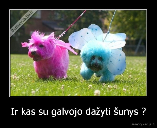 Ir kas su galvojo dažyti šunys ?