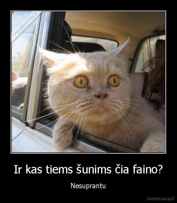 Ir kas tiems šunims čia faino?