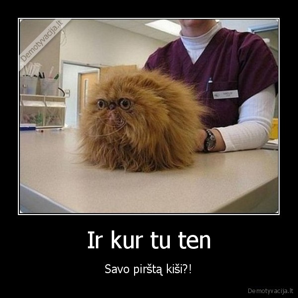 katinas, pas, veterinara,juokingas, katinas