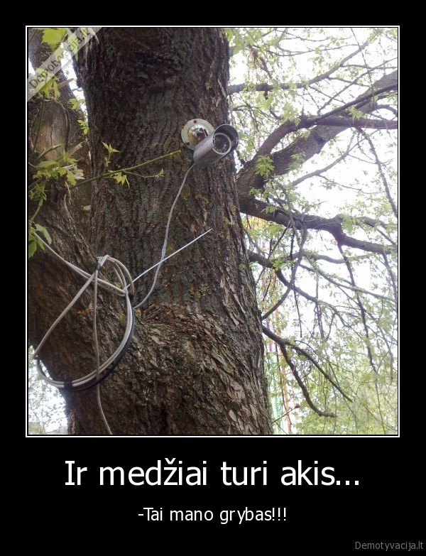 kamera,miskas,mano, grybai