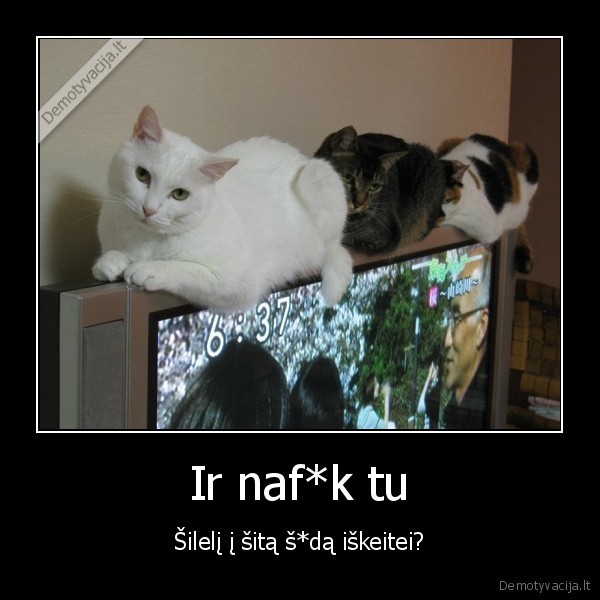 siauras, televizorius,kates, ant, televizoriaus