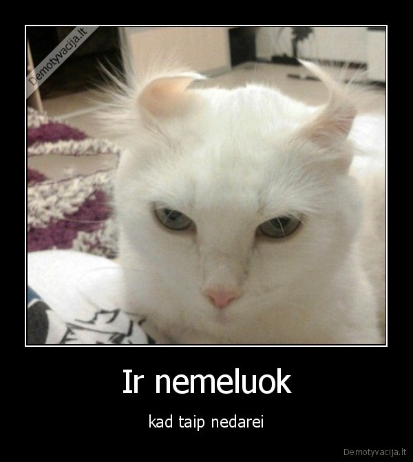 katinas,ausys,uzlenkti,prikolinti, is, katino