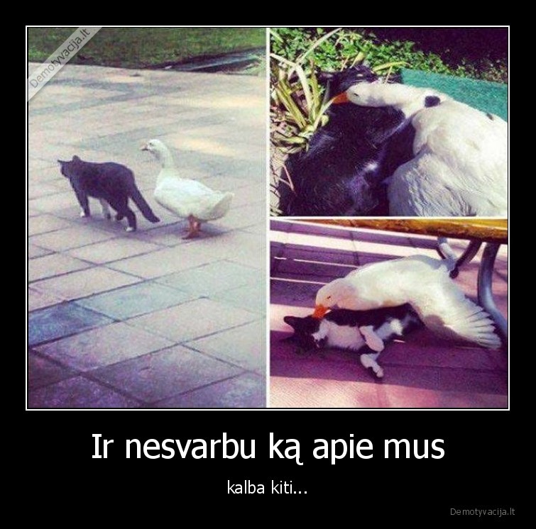 zasis,katinas,meile,draugai