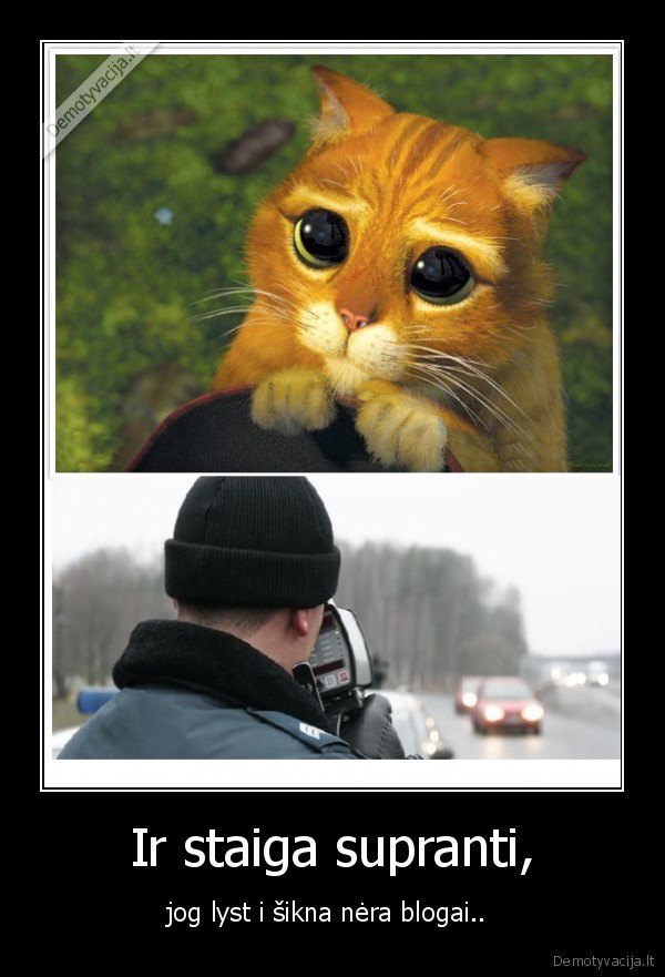 taip, tai, chuck, norris, policija, ir, katinas