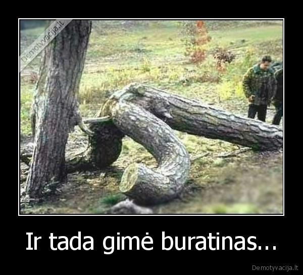 buratinas,medis,seksas,gamta