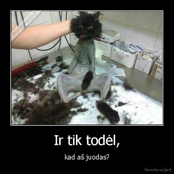 pimpalas, kaciukas, pliksmauke