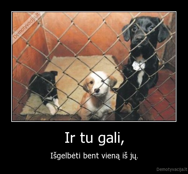 Ir tu gali,