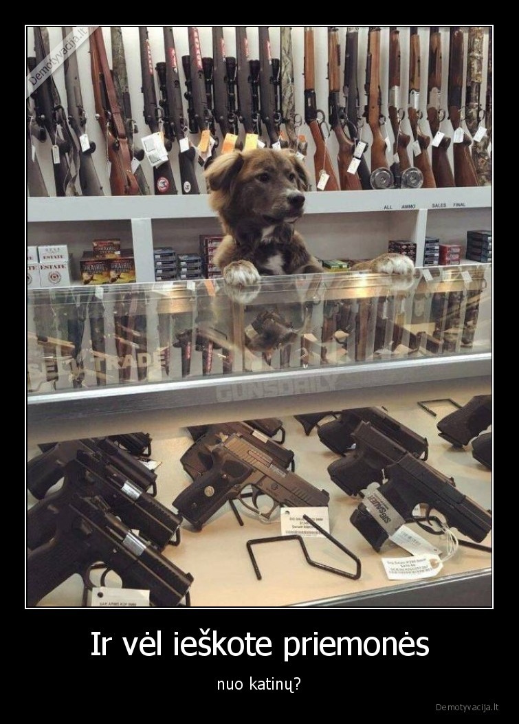 suo,katinas,ginklai