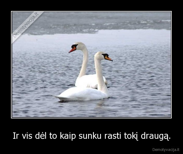 Ir vis dėl to kaip sunku rasti tokį draugą.