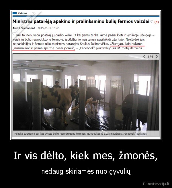 nusmauke, buliui,naujiena