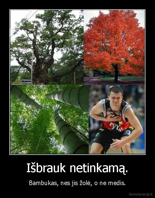 arturas,jomantas,krepsinis,medis,bambukas