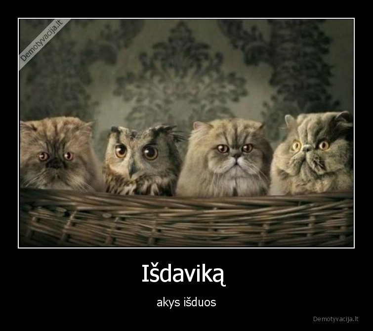 isdavikas,peleda,katinai,akys