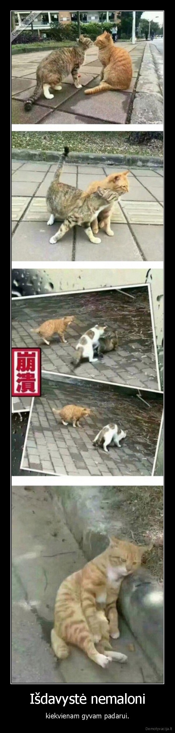 kate, neistikima,neistikimybe,katinas