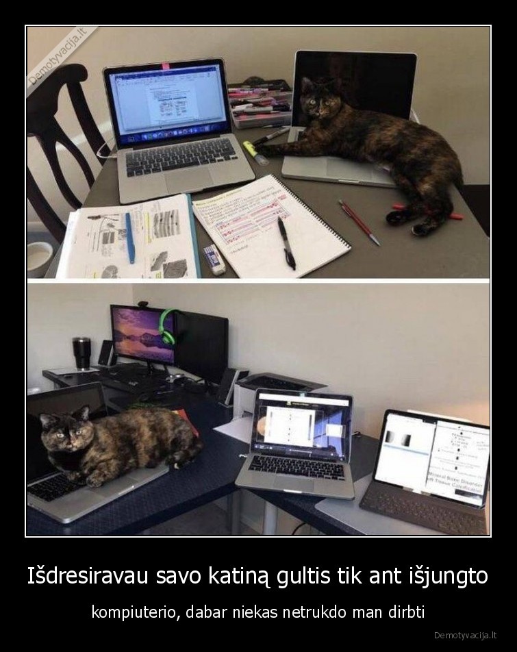darbas,kompiuteris,katinas
