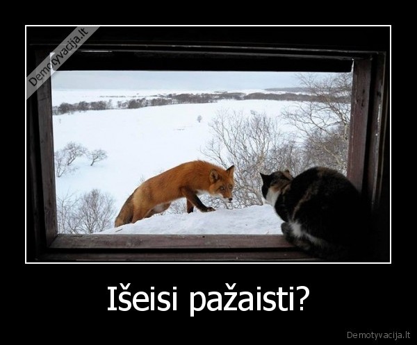 lape, ir, kate,ziema