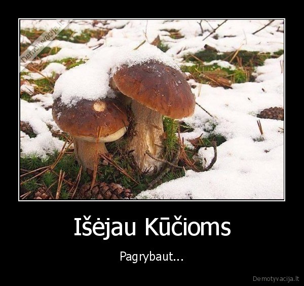 kucios,sniegas,grybai