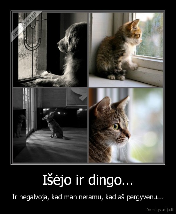 naminiai, gyvunai,vargsai, gyvunai,augintiniai