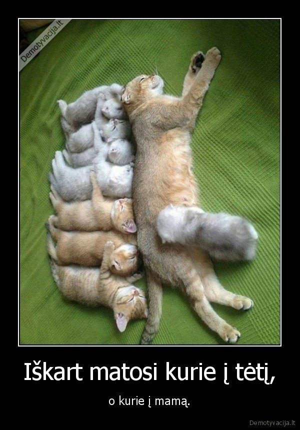 mama, kate,kaciukai,mieli, kaciukai,mazi, kaciukai,tevas,mama