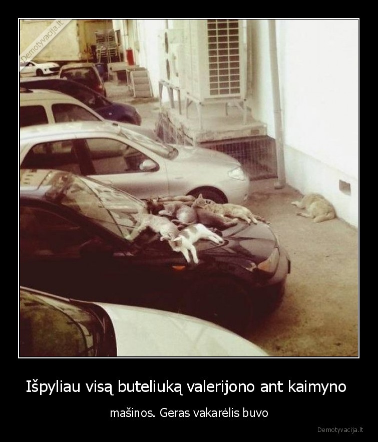 katinai,valerijonas,vakarelis