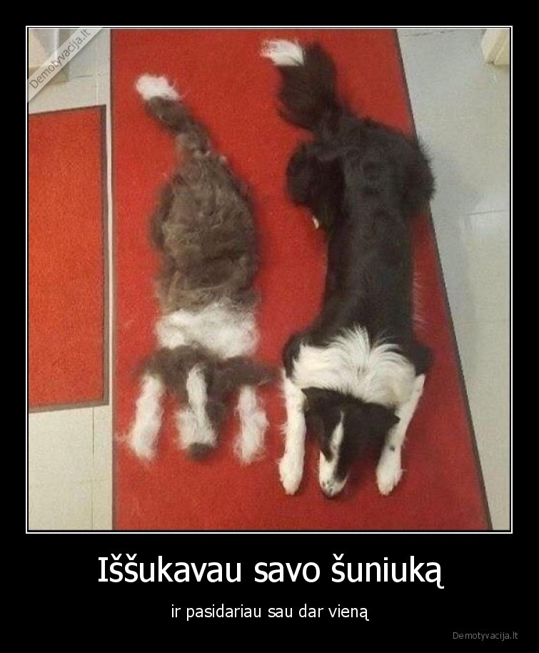 suo,issukuoti,plaukai,sudejo