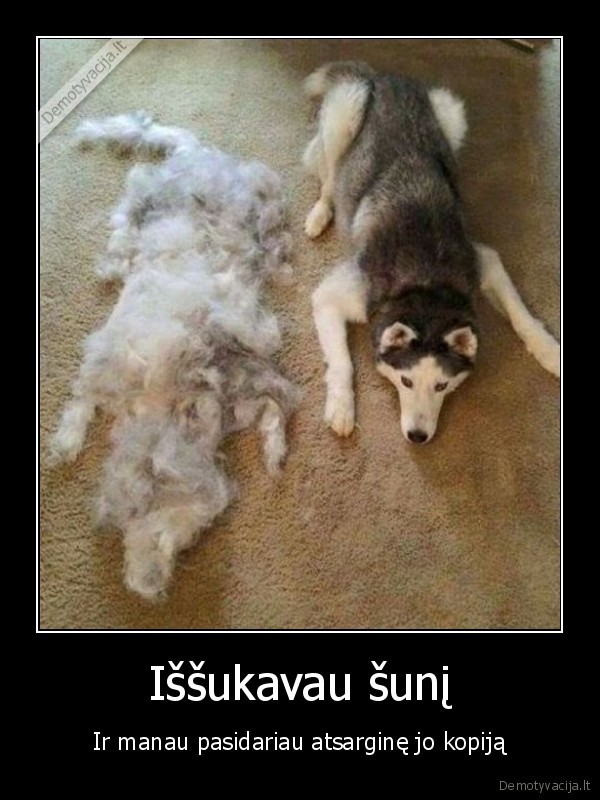 backupas,suns, plaukai,haskio, plaukai