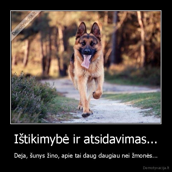 istikimas, suo,suo, ir, zmogus