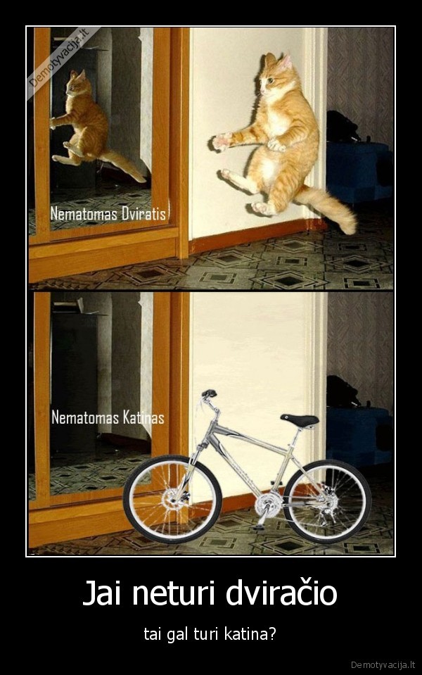 katinas,dviratis,nematomas,nematomas, dviratis,nematomas, katinas