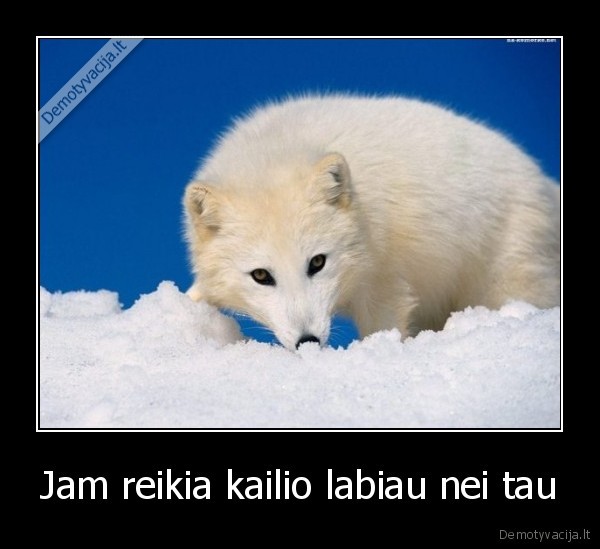 Jam reikia kailio labiau nei tau