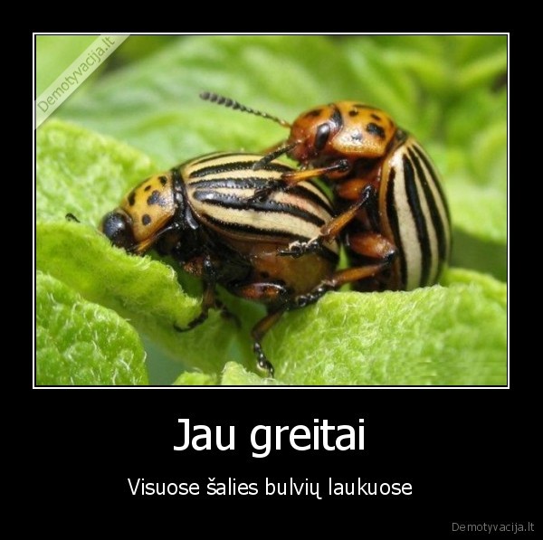 kolorado, vabalai,bulviu, sodinimas,bulves