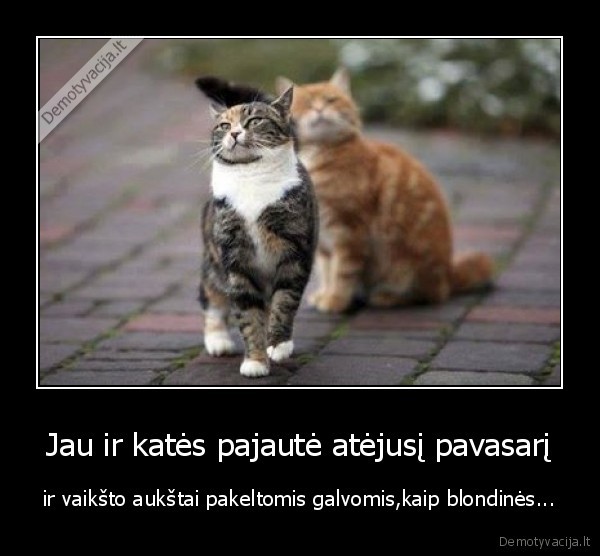 kates,pavasaris,galva,pakelta,blondines