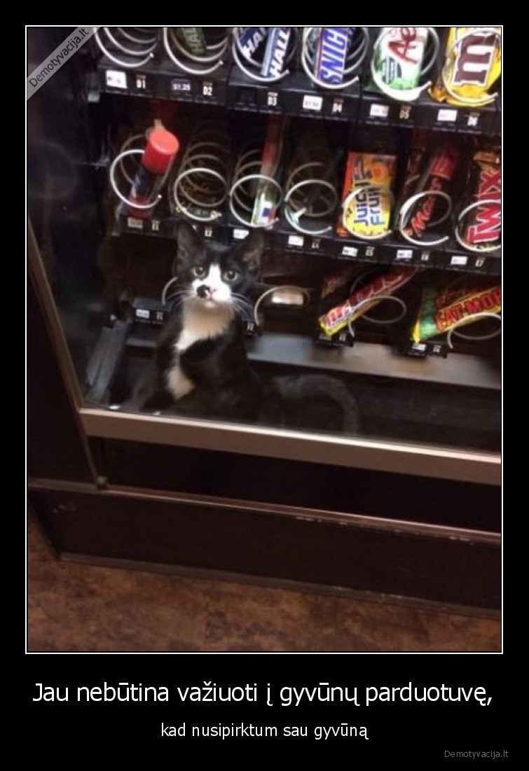 automatas,katinas,gyvunai,nusipirkti