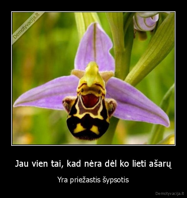 sypsena,laime,laimingi,verkimas