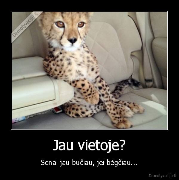 masina,gepardas
