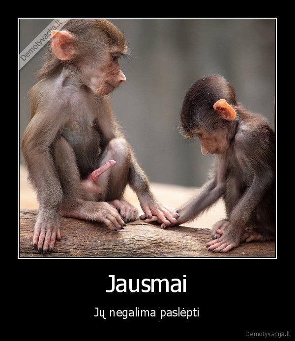 gyvunu, jausmai,meile,bezdziones, erekcija