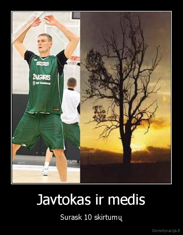 Javtokas ir medis
