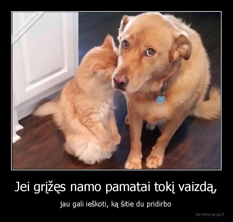 katinas,suo,pridirbo,vaizdas