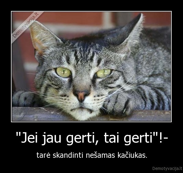 kate,kaciukas,skandinti,gerti,nesti,gyvunai,blogai