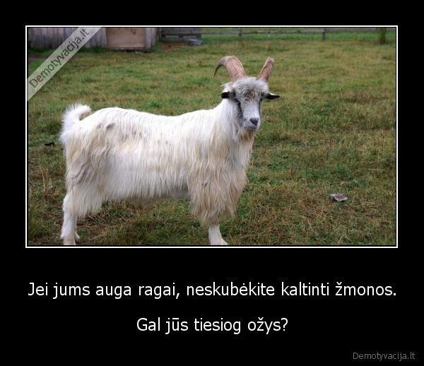 Jei jums auga ragai, neskubėkite kaltinti žmonos.