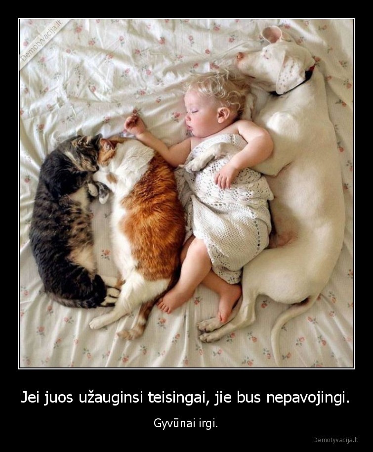 kudikis,kate,katinas,suo