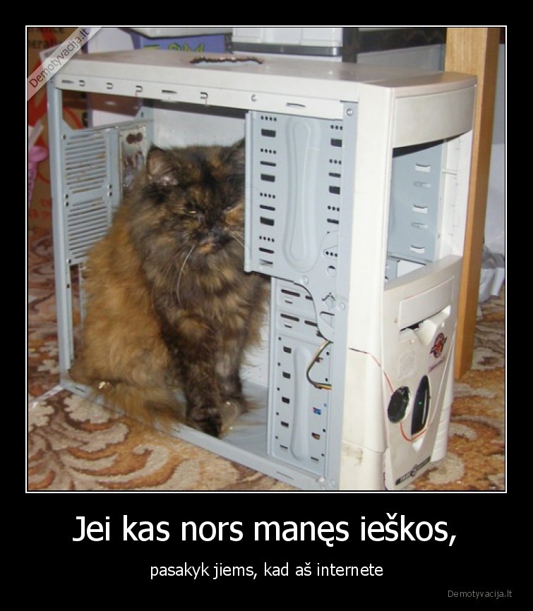 katinas,internete,kompiuteris