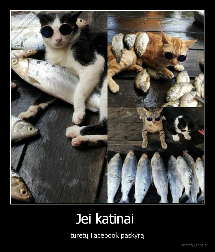 katinas,milijonierius,facebook,profilis