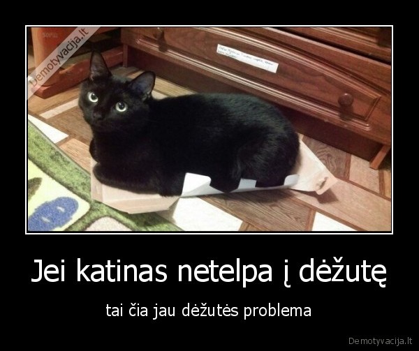 Jei katinas netelpa į dėžutę