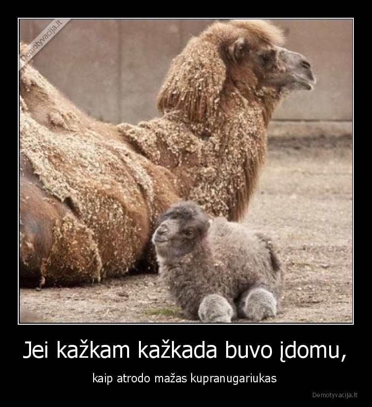 kupranugaris,kupranugariukas,mazas